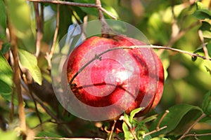 V strom záhrada v zrelý granátové jablká 