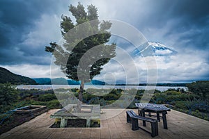 Tree in garden near kawaguchiko lake with The Peak of Mt. Fuji b