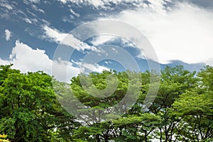 The tree in the garden