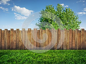 Tree in garden and wooden backyard fence