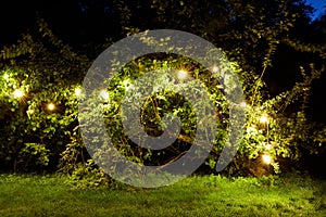 Tree with garland lights at night summer garden