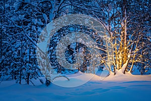 Tree with garland warm lights in night snowy winter forest