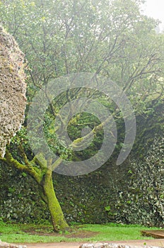 The tree Garoe, El Hierro.