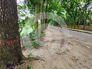 Tree Gate Roads