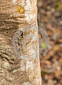 Tree Gecko head down on a log