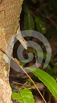 Tree Gecko head down on a log at nighttime