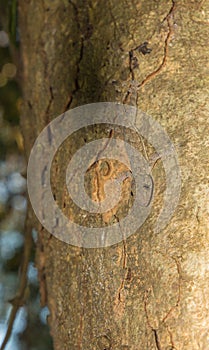 Tree Gecko head down nighttime Kenya Africa