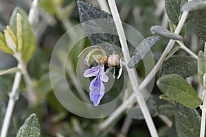 Tree Germander Teucrium fruticans