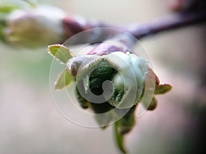 Tree is getting greeny in the spring