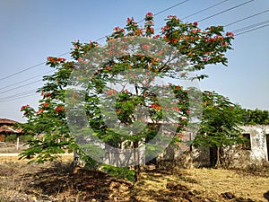 This tree is getting new hope through flowers.