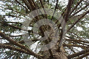 tree with giant branches seen from below