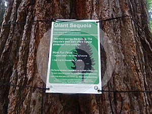Tree giant seqoia in portland photo