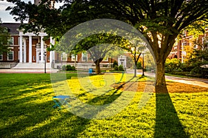 Tree and Gilman Hall at John Hopkins University in Baltimore, Ma photo