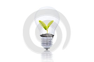 A tree glowing in a light bulb on white isolated background