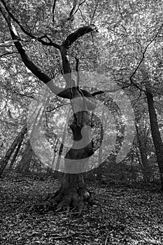 Tree, Gnarled beech - black white - high-key