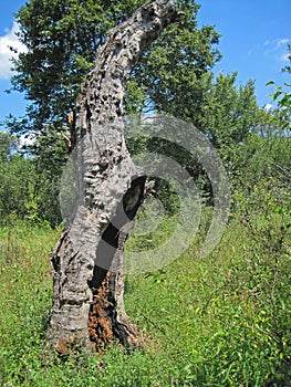 TREE WITH GNARLED TRUNK SURROUNDED BY GREEN VEGETATION AGAINST A BLUE SKY