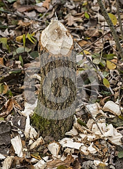 Tree gnawed by a Beaver