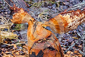 Tree gnawed by a beaver