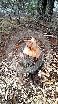 tree gnawed by beaver photo