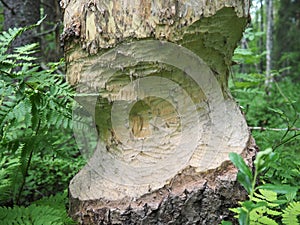 A tree gnawed by a beaver. Damaged bark and wood. The work of a beaver for the construction of a dam. Taiga, Karelia