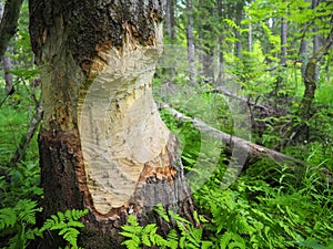 A tree gnawed by a beaver. Damaged bark and wood. The work of a beaver for the construction of a dam. Taiga, Karelia