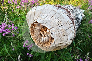A tree gnawed by a beaver. Damaged bark and wood. The work of a beaver for the construction of a dam. Taiga biome