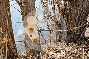 A tree gnawed by a beaver in front of a pond photo