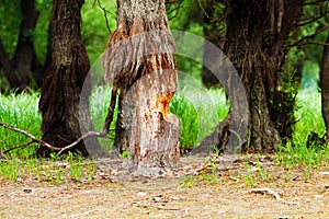 Tree gnawed by beavers