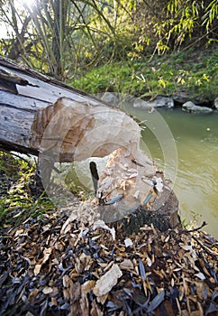 Tree gnawed by beavers