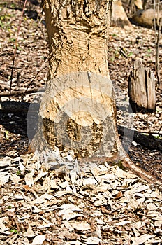 The tree gnawed by beavers