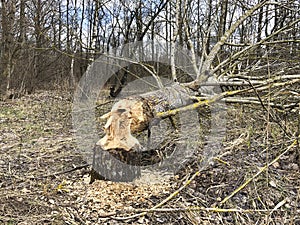 Tree gnawed by beavers near the river. Close up