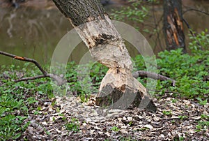 Tree gnawed by beavers on the riverbank