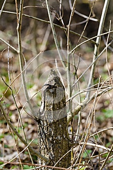 Tree gnawed off and toppled down by beavers