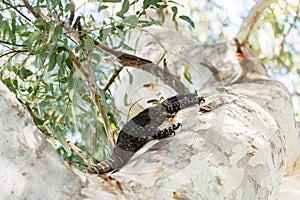 Tree goanna climbing a gum tree