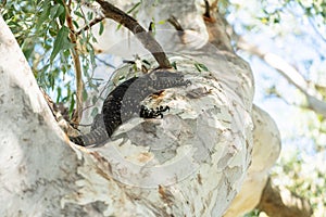 Tree goanna climbing a gum tree