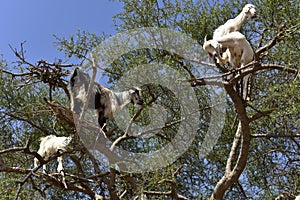 Tree Goats in Morocco