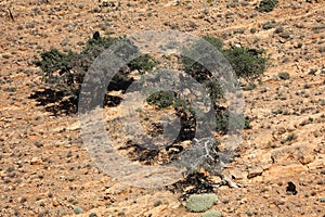 Tree goats in Morocco