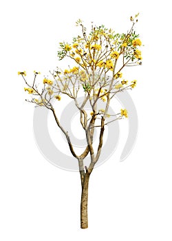 Tree of gold Paraguayan silver trumpet isolated on white background with Clipping Path