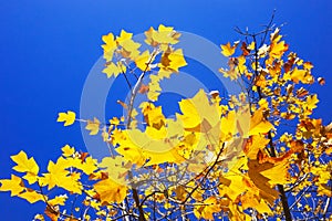 Tree with golden color leaves with blue sky in autumn