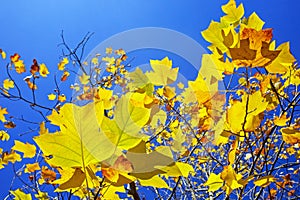 Tree with golden color leaves with blue sky in autumn