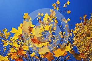 Tree with golden color leaves with blue sky in autumn