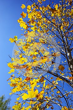 Tree with golden color leaves with blue sky in autumn