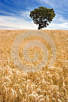 Tree on Golden Field