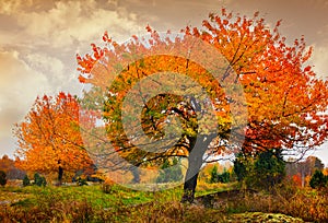 Tree with golden leaves