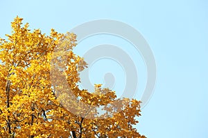 Tree with golden leaves against blue sky.