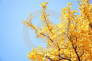 Tree with golden leaves against blue sky