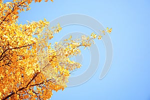 Tree with golden leaves against blue sky.