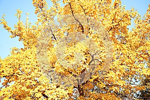 Tree with golden leaves against blue sky