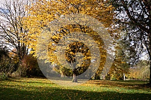 Golden autumn tree - arbre feuilles doree