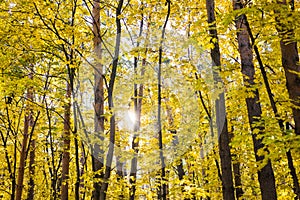 Tree with golden leaves in autumn and sunlight